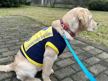 “Da grande farò il cane guida”