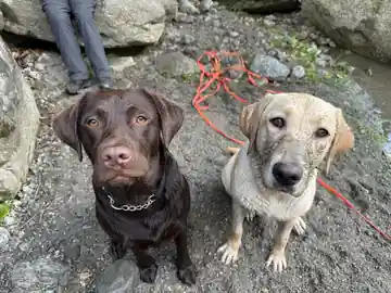 Compagni di avventura in montagna