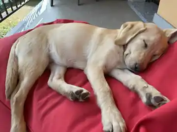 Cucciolo addormentato dopo una giornata di addestramento